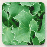 Green Holly close Up Set of Cork Coasters