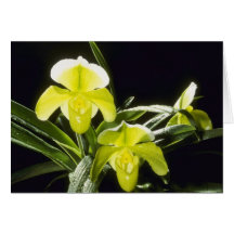 Green Honey Dew (Paphiopedilum) flowers Card