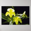 Green Honey Dew (Paphiopedilum) flowers by blueyellowtube