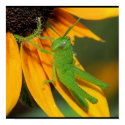 Green Hopper posters