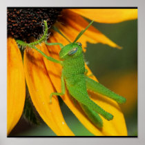 Green Hopper Print
