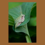 Green Hosta Leaf and Frog Poster Print posters