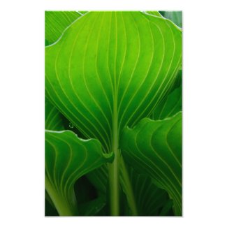 Green Hosta Leaf Photography Print