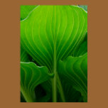 Green Hosta Leaf Poster Print posters