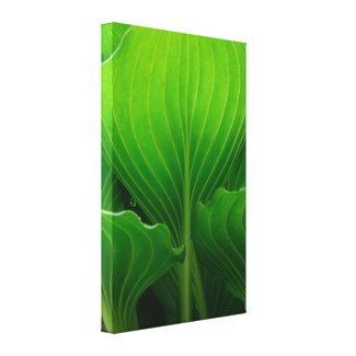 Green Hosta Leaves Wrapped Canvas Print