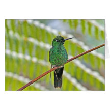 Green Hummingbird Photo Greeting Cards
