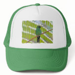 Green Hummingbird Photo hats