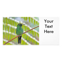Green Hummingbird Photo Customized Photo Card