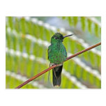 Green Hummingbird Photo Postcards