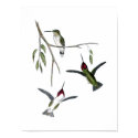 Green Hummingbirds Print