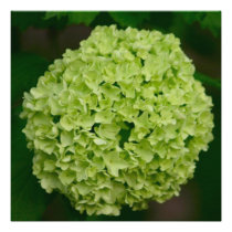 Green Hydrangea Invitations invitations