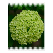 Green Hydrangea Postcard