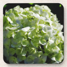 Green Hydrangeas Flowers Beverage Coaster