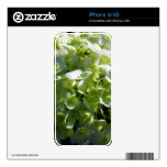 Green Hydrangeas Flowers Decal For The iPhone 4