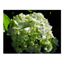 Green Hydrangeas Flowers Postcards