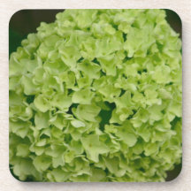 Green Hydrangeas  Set of Coasters