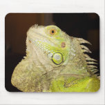 Green Iguana(Iguana Iguana) Mouse Pads