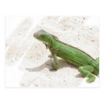 Green Iguana Lizard Postcard