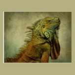 Green Iguana postcards