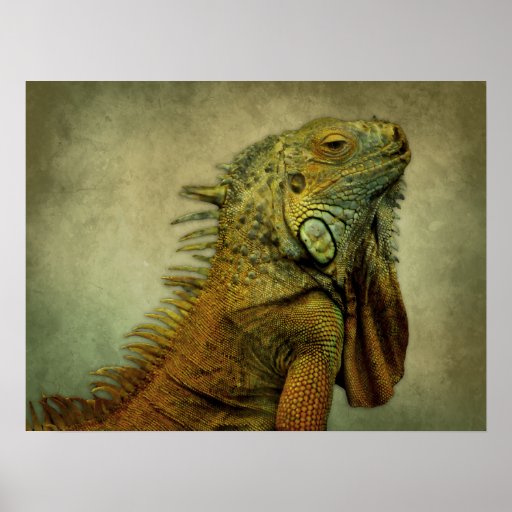 Green Iguana Posters