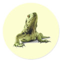 Green Iguana Stickers by orglioness Green Iguana Stickers