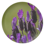 Green & Lavendar Plate plate