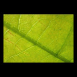 Green Leaf Abstract Photo Print