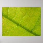 Green Leaf Abstract Photography Print
