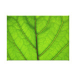 Green Leaf Macro Canvas Print