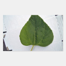 Green Leaf on white background Rectangle Sticker