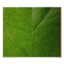 Green Leaf Photo Art