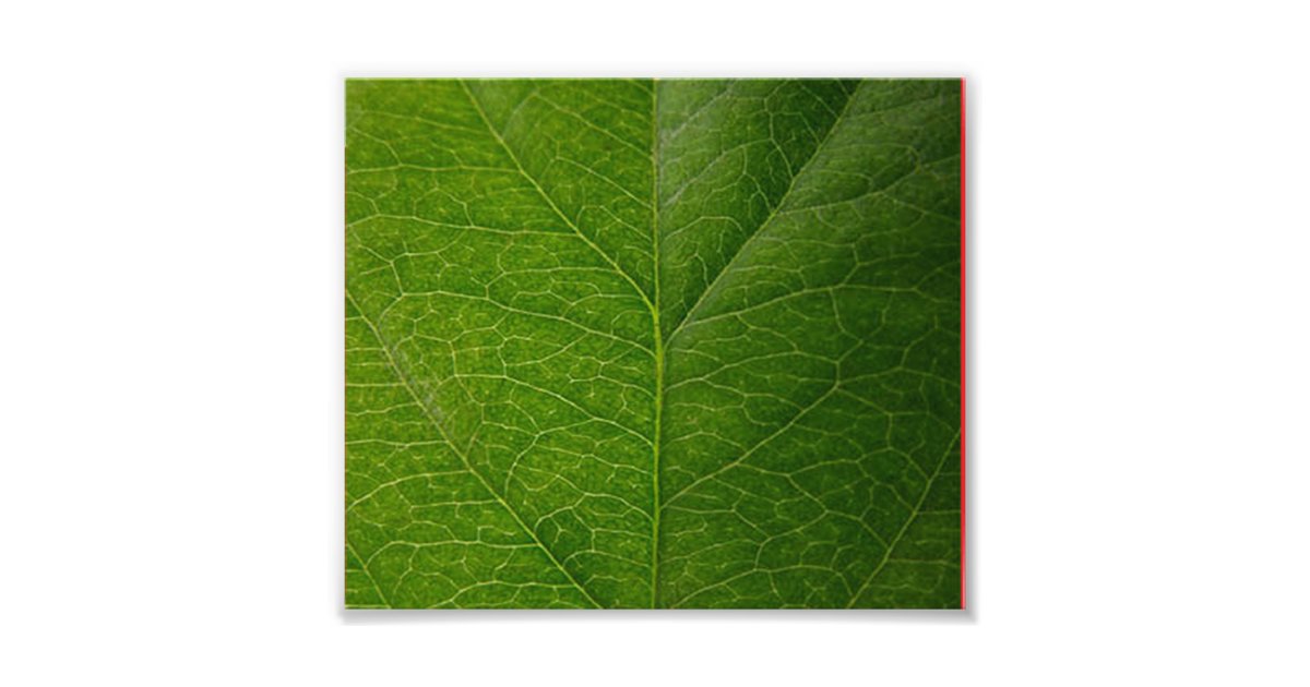 Green Leaf Photo Print | Zazzle