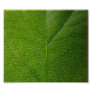 Green Leaf Photo Art