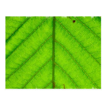 Green Leaf Postcard