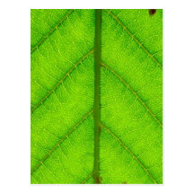 Green Leaf Postcard