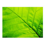 Green Leaf Postcards