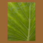Green Leaf Poster Print posters
