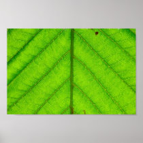 Green Leaf Poster Print