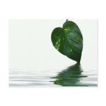 Green Leaf reflection on water theme Postcard