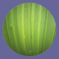 Green Leaf stickers