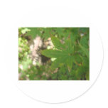 green leaf round stickers