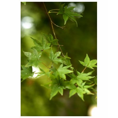 Green leaf t shirt by cooljapan