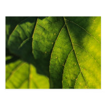 Green Leaf Veins Post Cards
