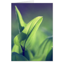 Green Leaves