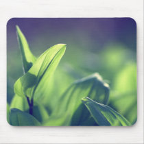 Green Leaves