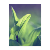 Green Leaves