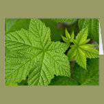 Green Leaves cards