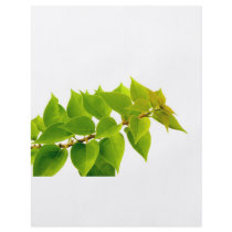 Green leaves personalized flyer