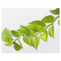 Green leaves flyer