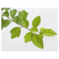 Green leaves flyer design